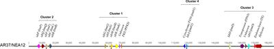 Dissection of the epoxyjanthitrem pathway in Epichloë sp. LpTG-3 strain AR37 by CRISPR gene editing